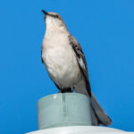 For the Birds