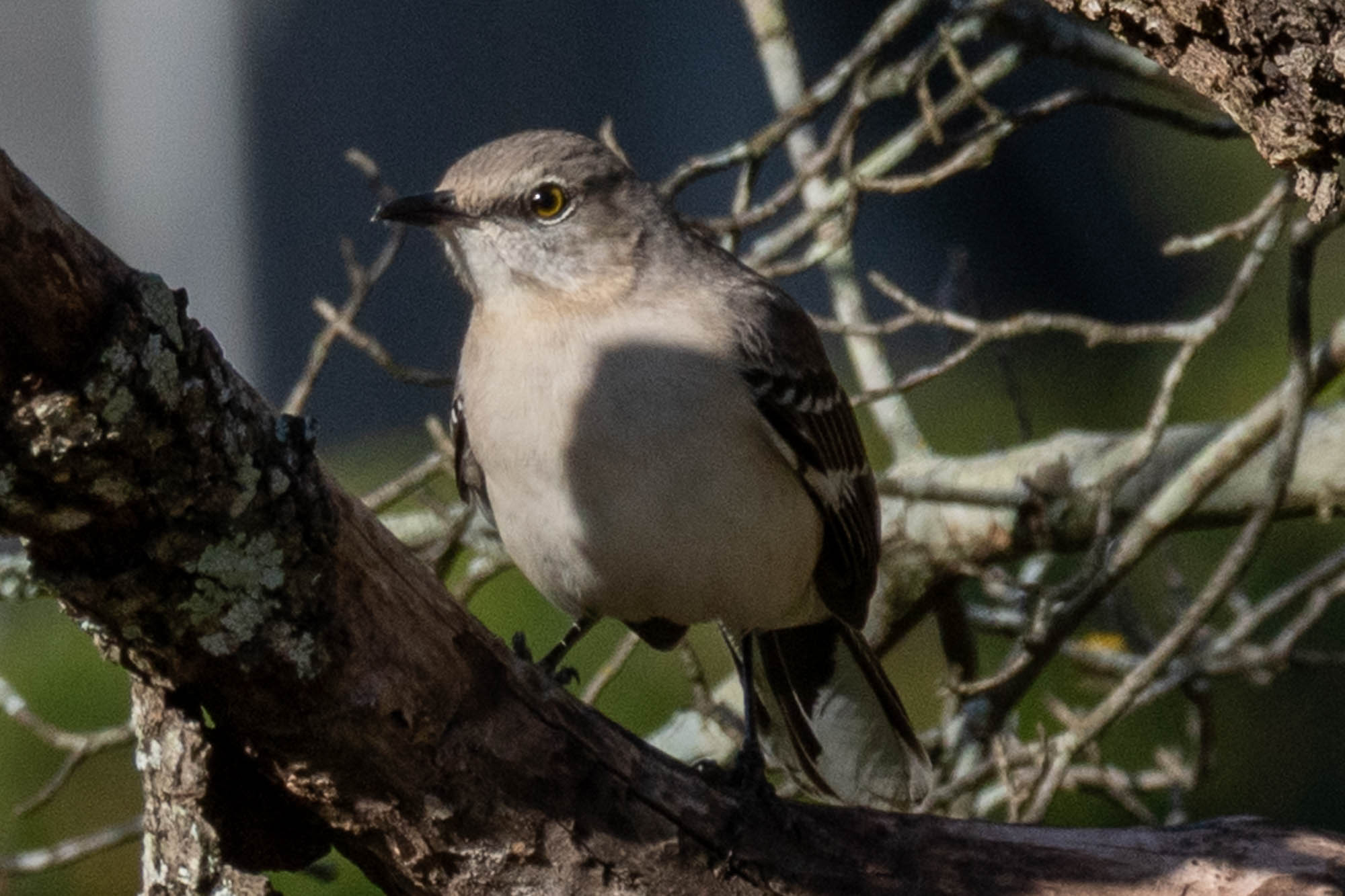 Northern mocking bird in a tree