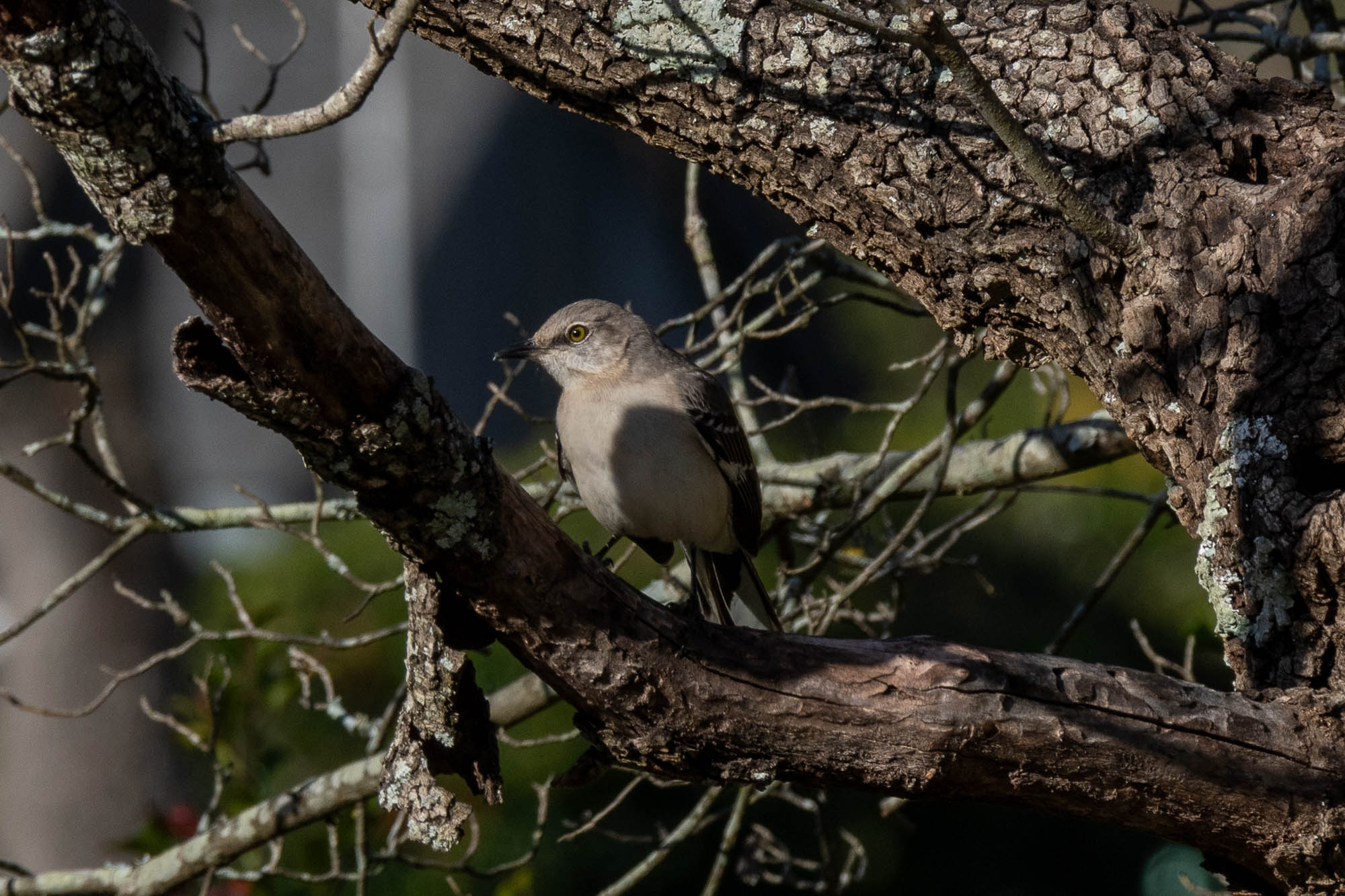 Northern mocking bird in a tree