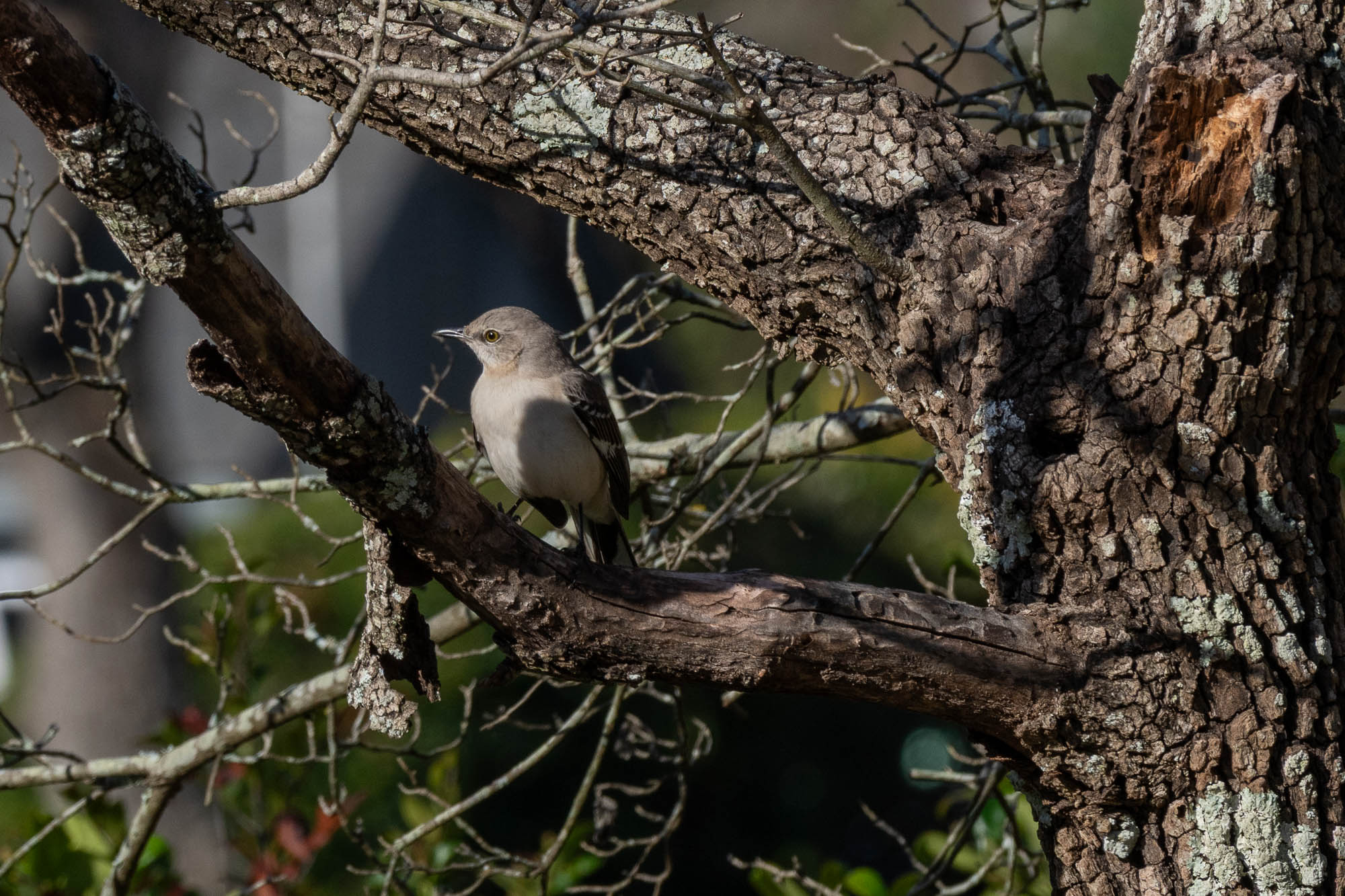 Northern mocking bird in a tree
