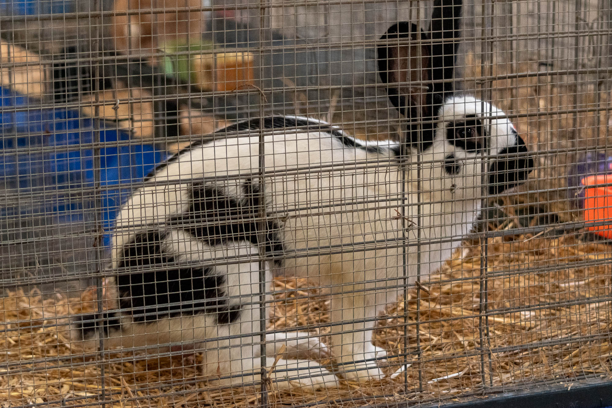 Random Thoughts Easter edition 4-20-25