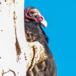 Buzzards are a good omen right?