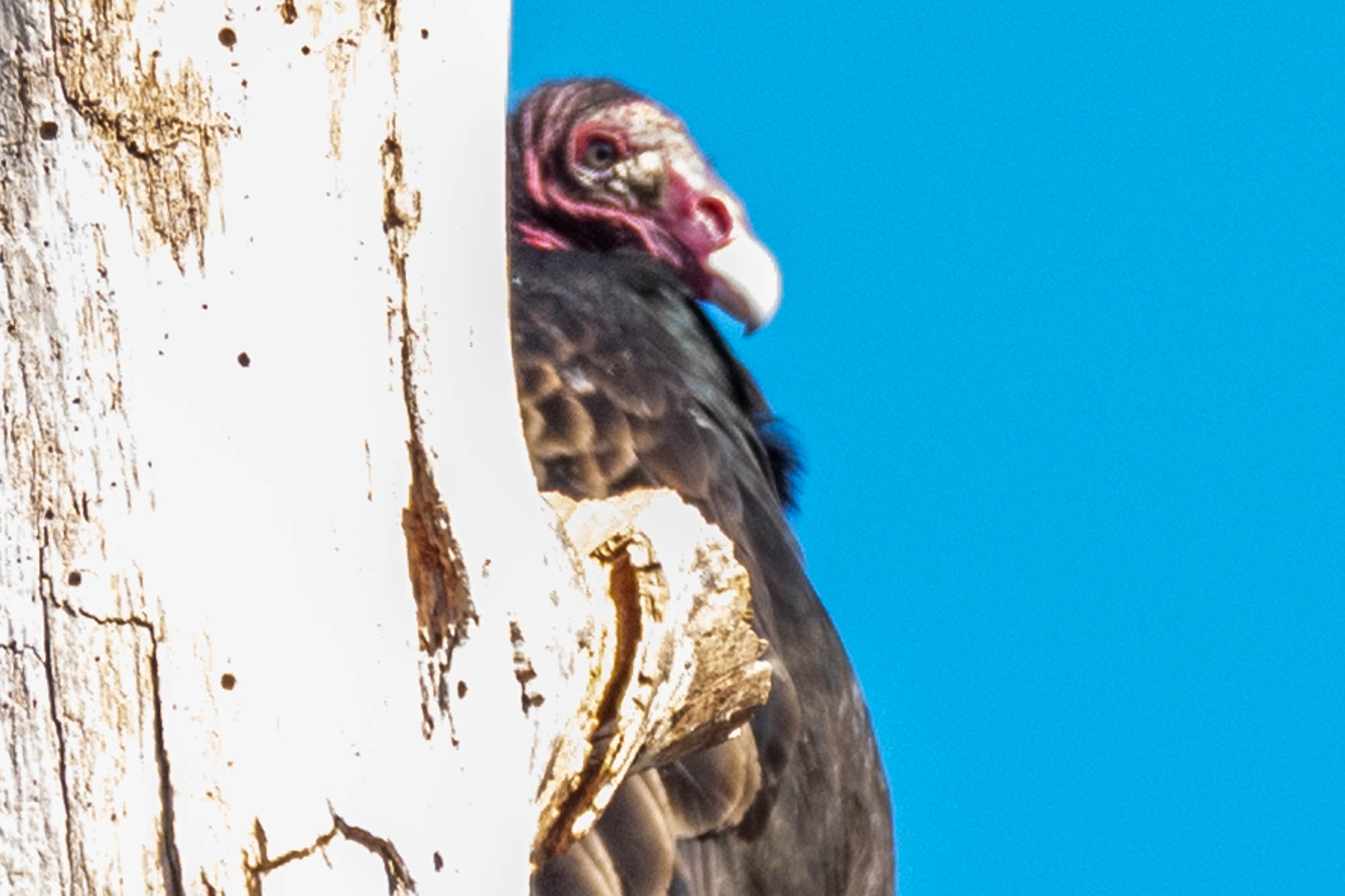 Buzzards are a good omen right?