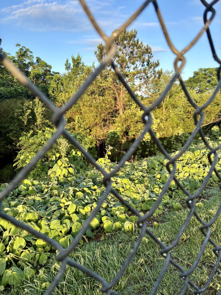 iPhone 16e MOSSY Creek Middle School bus ramp trees through chainlink