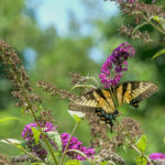Butterfly with a broken wing