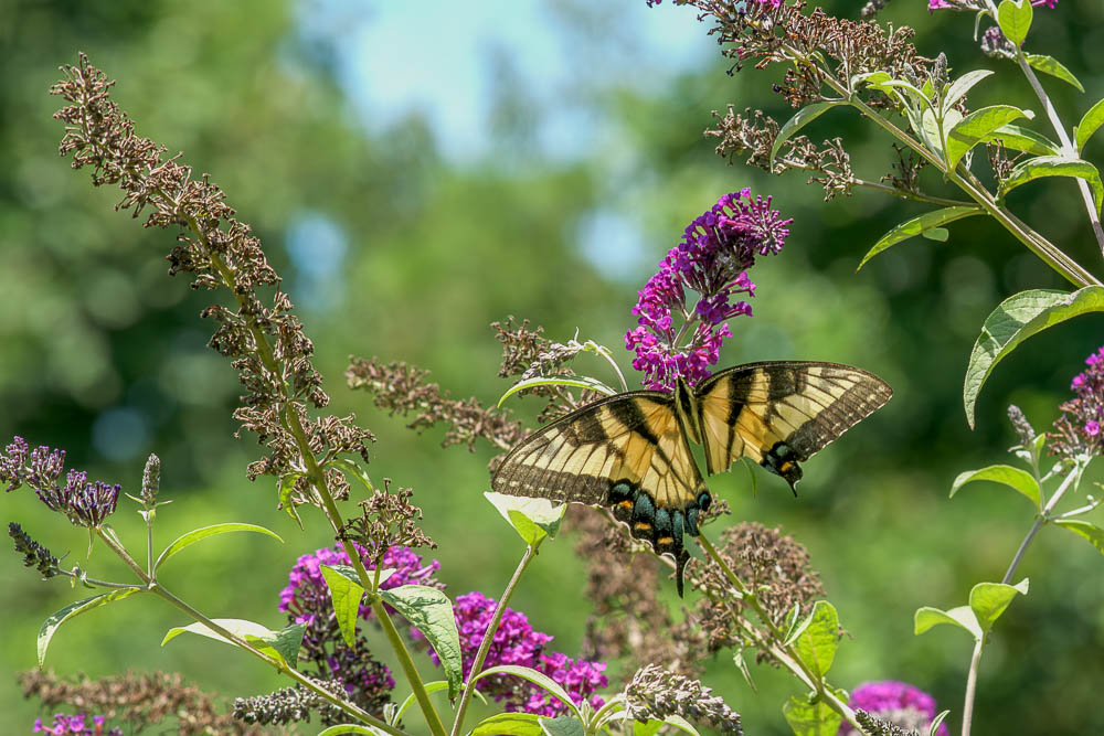 Butterfly with a broken wing
