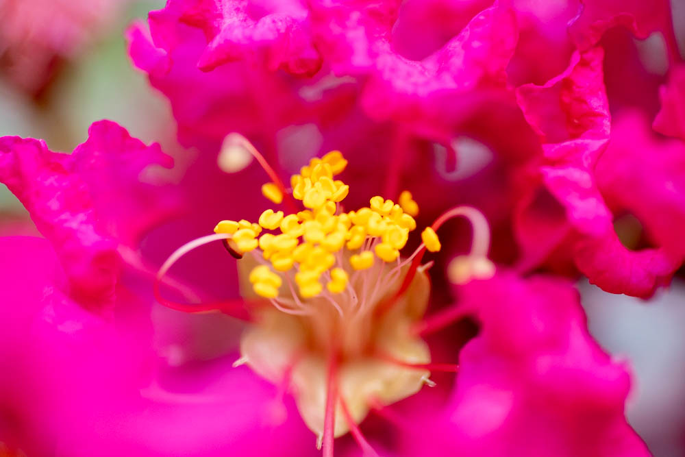 crepe myrtle