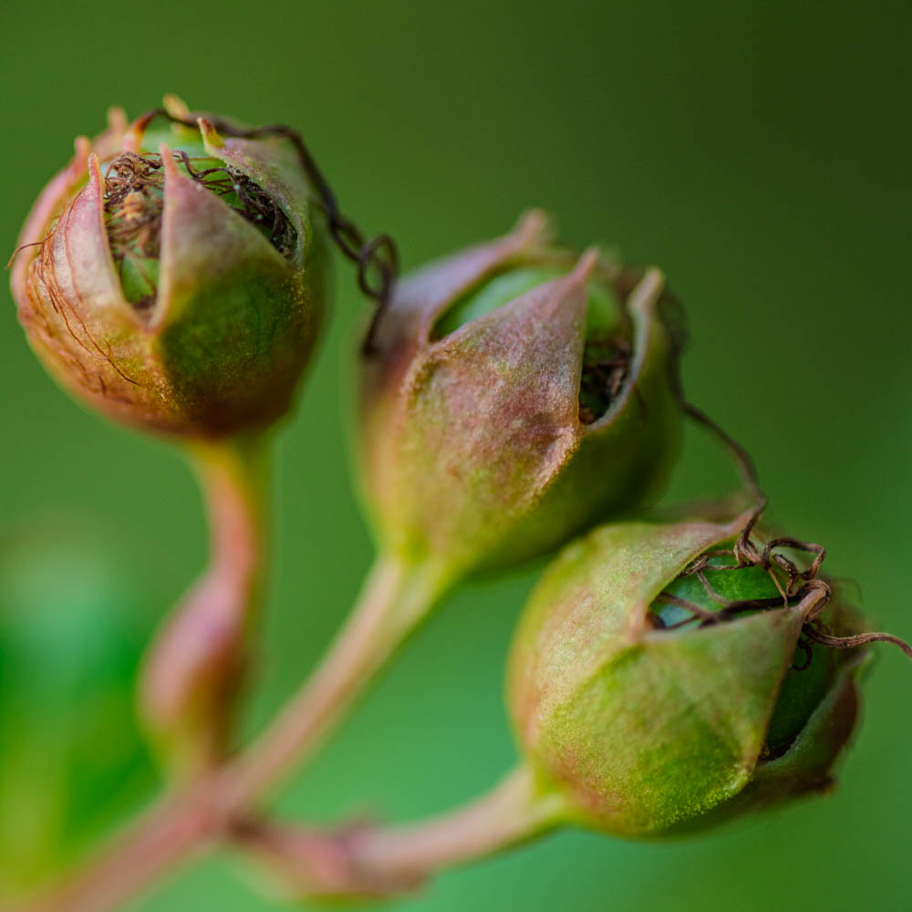 new growth flower bud