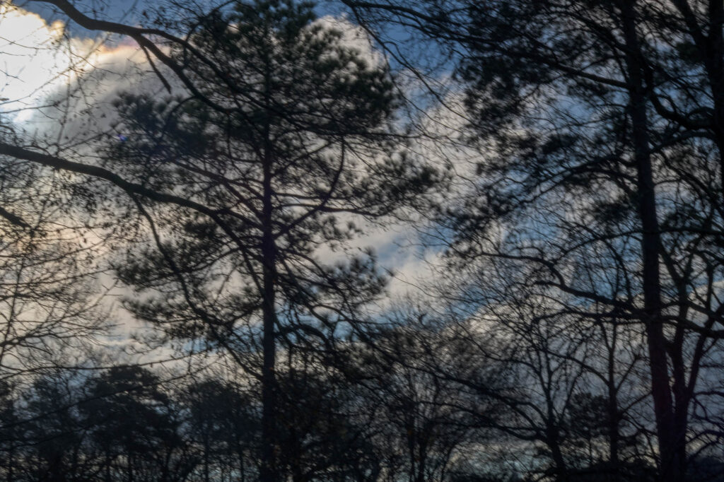 back lit trees with clouds
