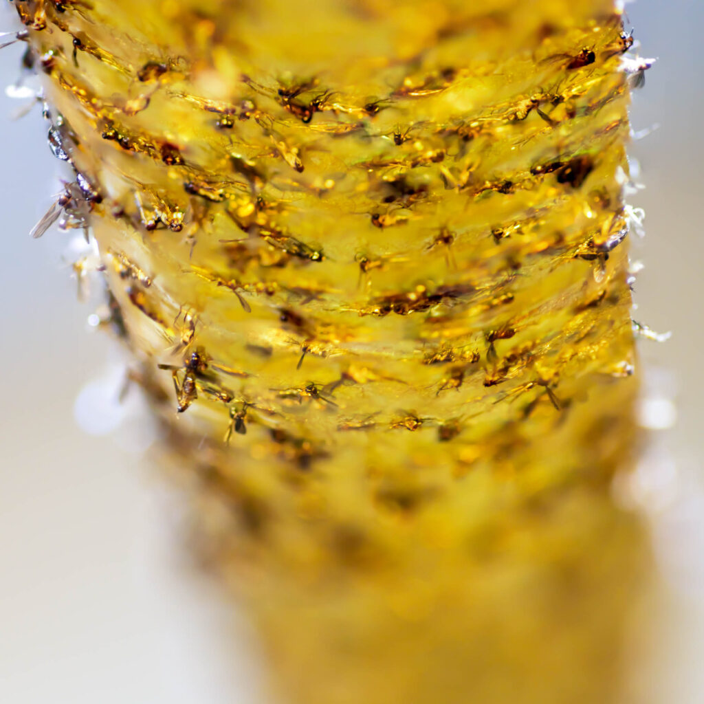 fruit flies on a fly strip