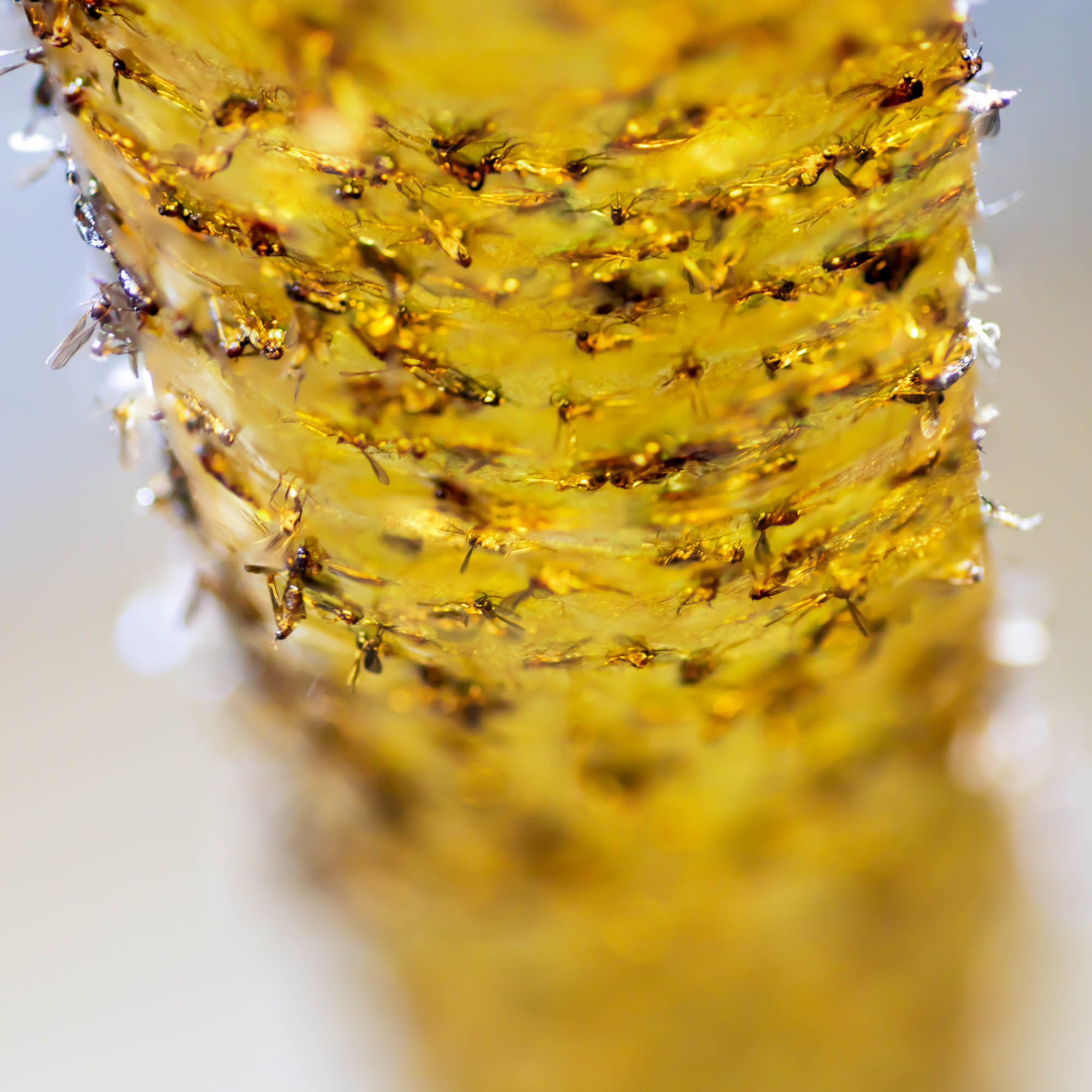 fruit flies on a fly strip
